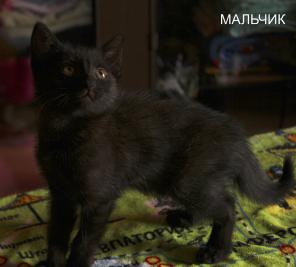 Котята в дар