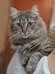 Умница Лори, молоденькая кошка, метис сибирячки в добрые руки