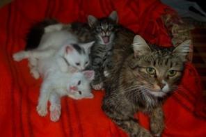 Кошка и котята!