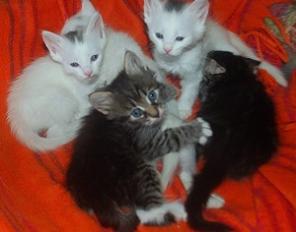 Кошка и котята!