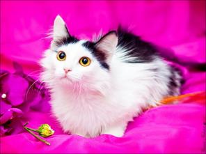 Миниатюрная Бусинка отдается в дар хорошим людям!