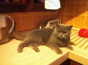 Британский котик Миша в добрые руки! 2 года, кастрирован.