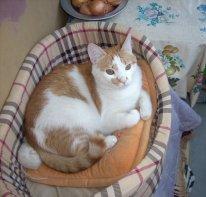 В дар котик красавец 5 лет