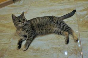 Котёнок-девочка в дар