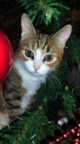 Удивительный котенок Соня в поиске дома