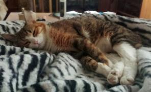 Удивительный котенок Соня в поиске дома
