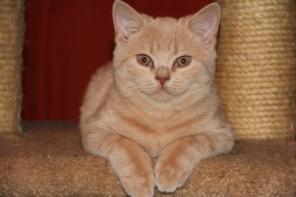 клубные котята питомника"sweettoy"