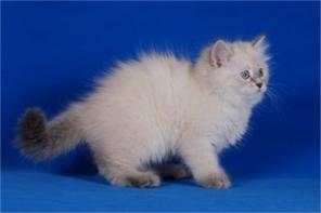 Невские маскарадные котята