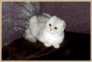 Шотландская клубная кошечка Камилла.