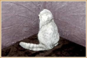 Шотландская клубная кошечка Камилла.