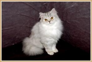 Шотландская клубная кошечка Кристи.
