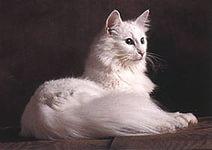 Норвежские лесные котята