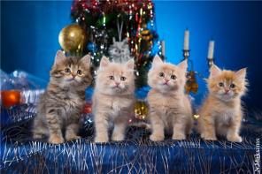 Сибирские котята