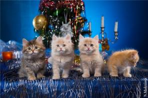 Сибирские котята