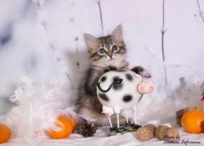 Сибирские котята продаются.