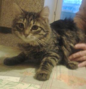Сибирский котенок Агаша в добрые руки