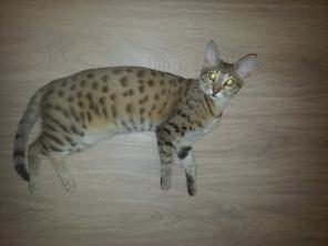 Элитные котята Саванна f4
