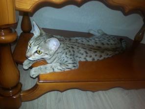 Элитные котята Саванна f4