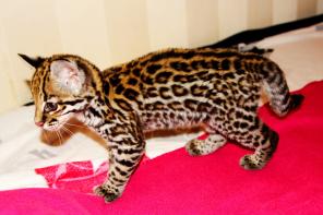    (. Leopardus pardalis)