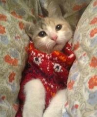 Нежный трехцветный котенок в добрые руки