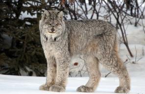    (.Lynx canadensis) -   !