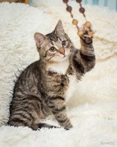 Котенок - Сенечка, озорник и красатун (6м.) даром