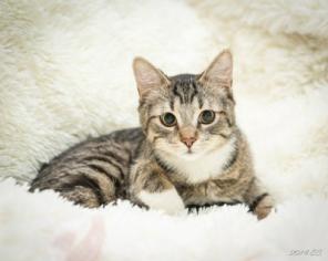 Котенок - Сенечка, озорник и красатун (6м.) даром