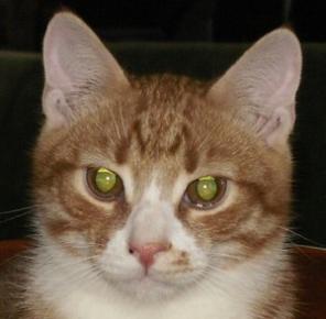 Рыжий котик, 6 месяцев