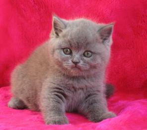 клубные котята питомника"sweettoy"