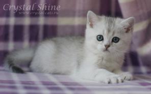 Британские серебристые шиншиллы