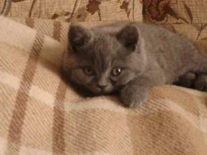 Продаю британских котят