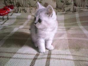 Продаю британских котят