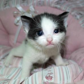 Котенок в добрые и ответственные руки!