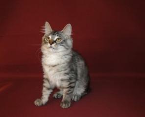 котята курильского бобтейла