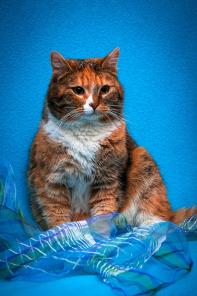 Уютная домашняя кошка Тошенька ищет хозяев