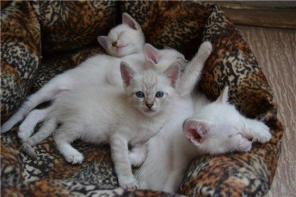 невские маскарадные котята, девочка и один мальчик