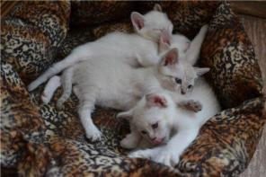 невские маскарадные котята, девочка и один мальчик