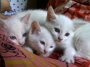 Котят,породы Турецкая Ангорка разноглазые