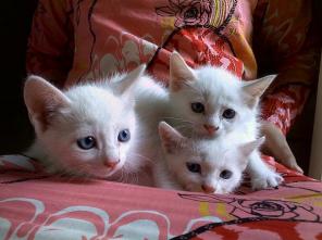 Котят,породы Турецкая Ангорка разноглазые