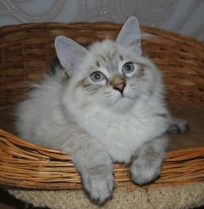 Шарлотта Синеглазая Принцесса