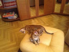 продаются бенгальские котята