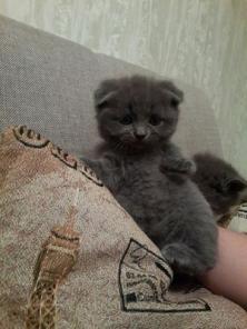 Британцы
