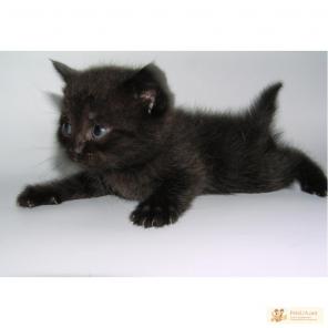 Крaсивые котятa 1, 5 мес