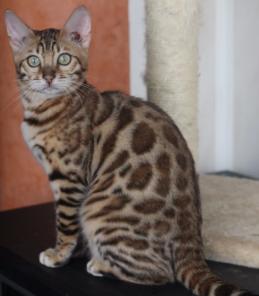 Бенгальские котята