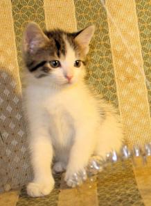 Очаровательные котята ищут добрых хозяев!