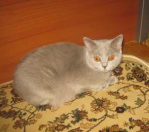 клубные котята питомника"sweettoy"