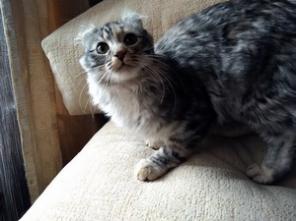 American Curl