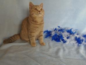 Британская кошечка