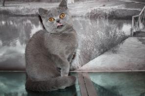 Британская кошечка