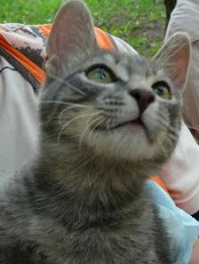 Дымчатый котенок в дар